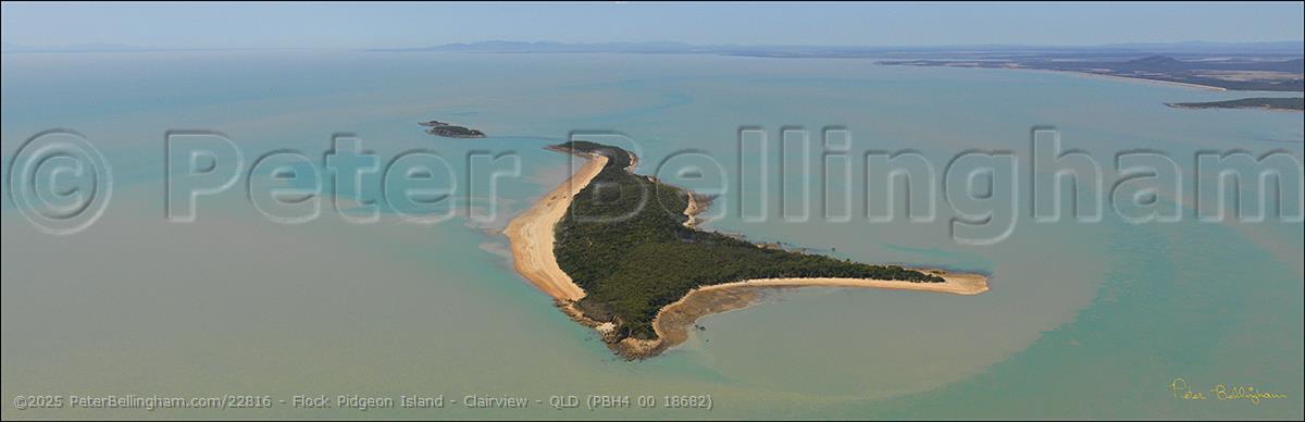 Peter Bellingham Photography Flock Pidgeon Island - Clairview - QLD (PBH4 00 18682)